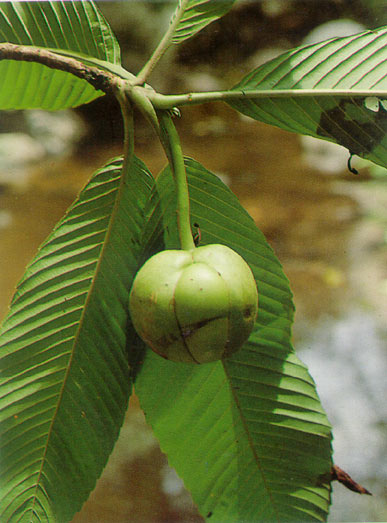 มะตาด Dillenia indica Linn.<br/>DILLENIACEAE